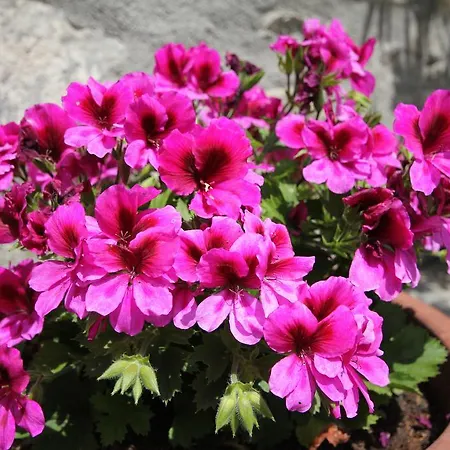 Maison Laurent מלון