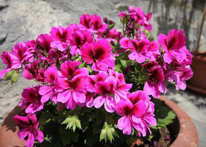 Maison Laurent Hotell