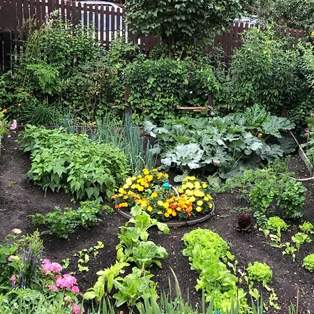 Maison Laurent 3* Courmayeur