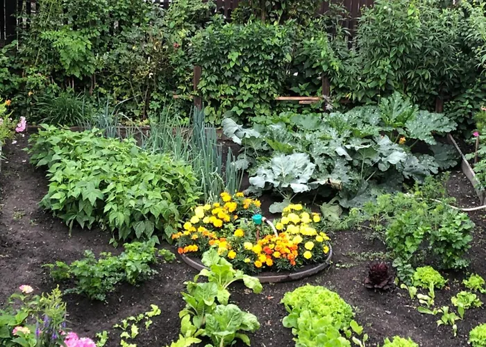 Maison Laurent 3* 库马约尔